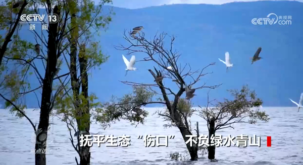 焦點(diǎn)訪談 撫平生態(tài)