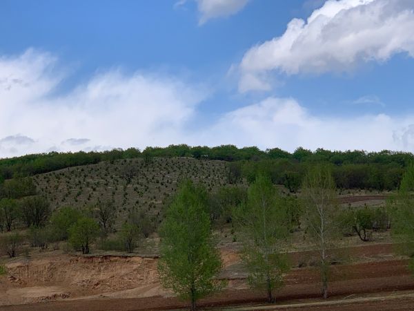 科學植綠護綠，創建綠化先進，助力生態恢復